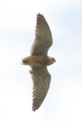 約0.33倍トリミング 2019/5月 SIGMA150-600C+D500 600mm F8 ss1/1600 ISO100 AF-C シングル