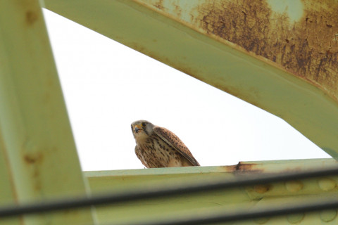 約0.33倍トリミング 2019/5月 SIGMA150-600C+D500 600mm F8 ss1/1600 ISO180