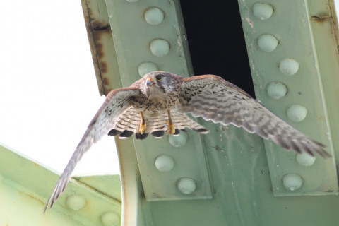 0.4倍トリミング 2019/5月 SIGMA150-600C+D500 600mm F8 ss1/800 ISO2000 AF-C シングル