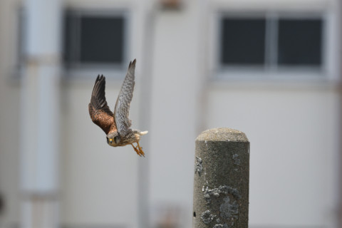 2019/5月 SIGMA150-600C+D500 600mm F8 ss1/1250 ISO280 AF-C シングル