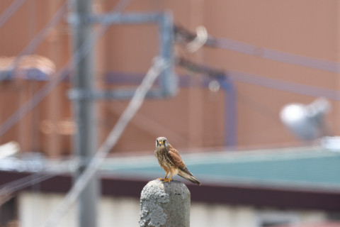 2019/5月 SIGMA150-600C+D500 600mm F8 ss1/1250 ISO720