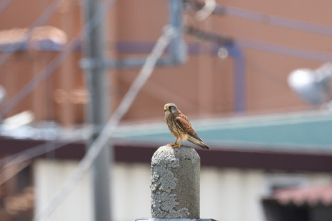 2019/5月 SIGMA150-600C+D500 600mm F8 ss1/1250 ISO720