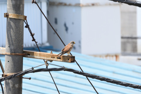 2019/5月 SIGMA150-600C+D500 600mm F8 ss1/1250 ISO560