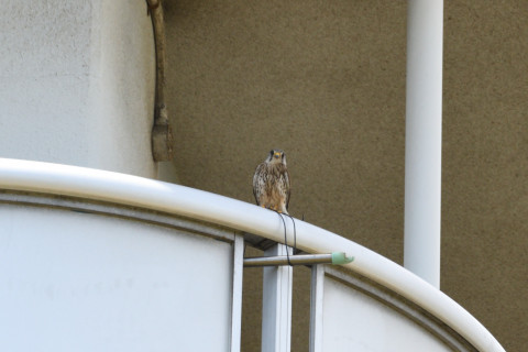 約0.33倍トリミング 2019/5月 SIGMA150-600C+D500 600mm F8 ss1/1250 ISO1000