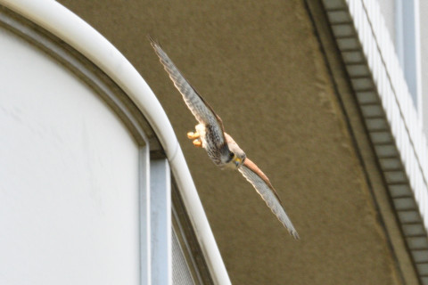 0.5倍トリミング 2019/5月 SIGMA150-600C+D500 600mm F8 ss1/1250 ISO360 AF-C シングル