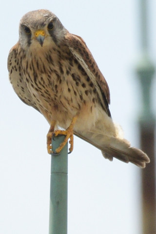 トリミング 2019/5月 SIGMA150-600C+D500 600mm F8 ss1/1250 ISO160