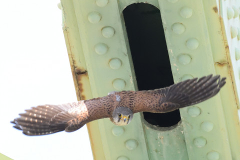 約0.33倍トリミング 2019/5月 SIGMA150-600C+D500 600mm F8 ss1/1600 ISO4000 AF-C シングル