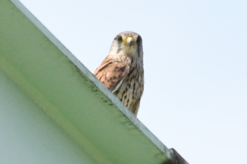 トリミング 2019/5月 SIGMA150-600C+D500 600mm F8 ss1/1600 ISO450 AF-C シングル