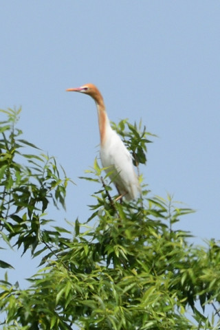 トリミング 2019/5月 SIGMA150-600C+D500 600mm F8 ss1/1600 ISO450 AF-C シングル