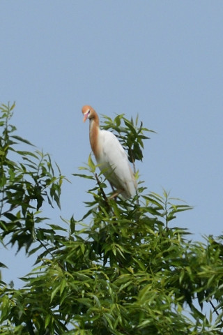 トリミング 2019/5月 SIGMA150-600C+D500 600mm F8 ss1/1600 ISO450 AF-C シングル