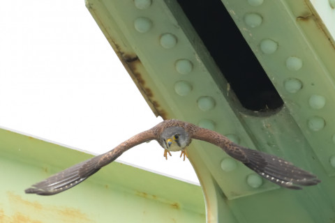 約0.33倍トリミング 2019/5月 SIGMA150-600C+D500 600mm F8 ss1/1600 ISO6400 AF-C シングル