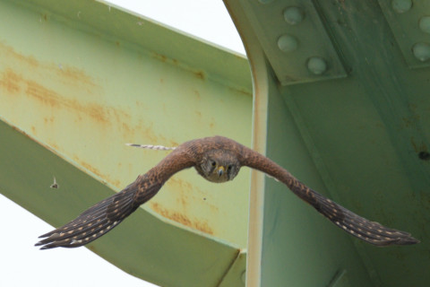約0.33倍トリミング 2019/5月 SIGMA150-600C+D500 600mm F8 ss1/1600 ISO450 AF-C シングル