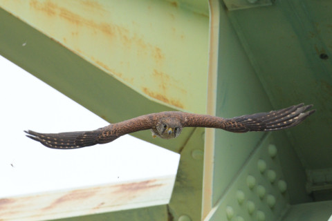 約0.29倍トリミング 2019/5月 SIGMA150-600C+D500 600mm F8 ss1/1600 ISO450 AF-C シングル