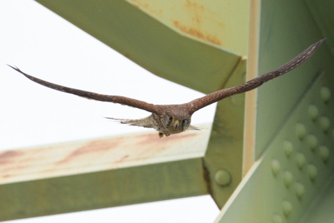 約0.33倍トリミング 2019/5月 SIGMA150-600C+D500 600mm F8 ss1/1600 ISO400 AF-C シングル