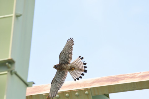 2019/5月 SIGMA150-600C+D500 600mm F8 ss1/1250 ISO160 AF-C シングル
