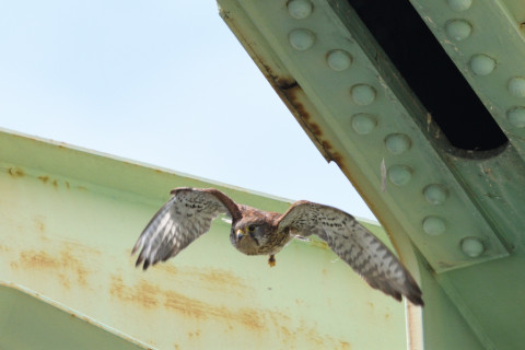 約0.67倍トリミング 2019/5月 SIGMA150-600C+D500 600mm F8 ss1/1250 ISO400 AF-C シングル