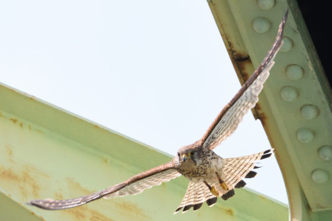 約0.33倍トリミング 2019/5月 SIGMA150-600C+D500 600mm F8 ss1/1250 ISO1100 AF-C シングル