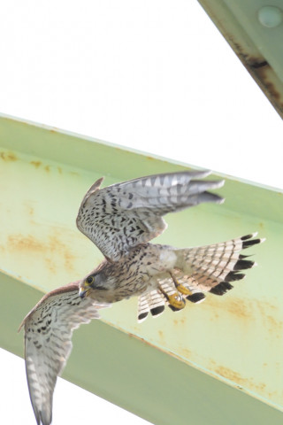 0.4倍トリミング 2019/5月 SIGMA150-600C+D500 600mm F8 ss1/1250 ISO2000 AF-C シングル