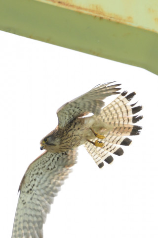 0.4倍トリミング 2019/5月 SIGMA150-600C+D500 600mm F8 ss1/1250 ISO2000 AF-C シングル