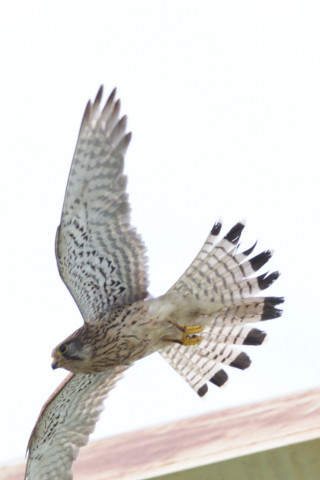 0.4倍トリミング 2019/5月 SIGMA150-600C+D500 600mm F8 ss1/1250 ISO320 AF-C シングル