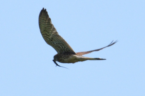 トリミング 2019/5月 SIGMA150-600C+D500 600mm F9 ss1/2000 ISO560 AF-C シングル