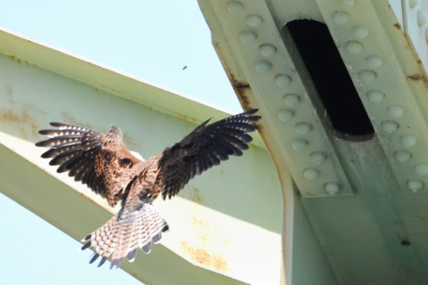 0.4倍トリミング 2019/5月 SIGMA150-600C+D500 600mm F8 ss1/2000 ISO3600 AF-C シングル