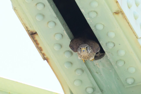 0.4倍トリミング 2019/5月 SIGMA150-600C+D500 600mm F8 ss1/2000 ISO5000 AF-C シングル