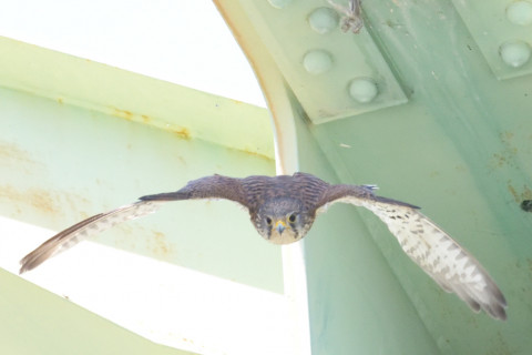 0.4倍トリミング 2019/5月 SIGMA150-600C+D500 600mm F8 ss1/2000 ISO6400 AF-C シングル