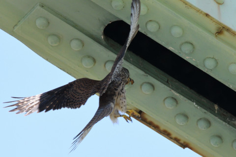 約0.29倍トリミング 2019/5月 SIGMA150-600C+D500 600mm F8 ss1/2000 ISO1600 AF-C シングル