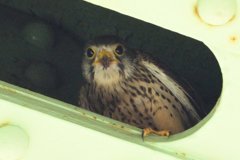 約0.67倍トリミング 2019/5月 SIGMA150-600C+D500 600mm F7.1 ss1/1600 ISO1000