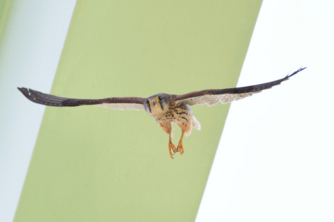 約0.29倍トリミング 2019/5月 SIGMA150-600C+D500 600mm F7.1 ss1/1600 ISO800 AF-C シングル