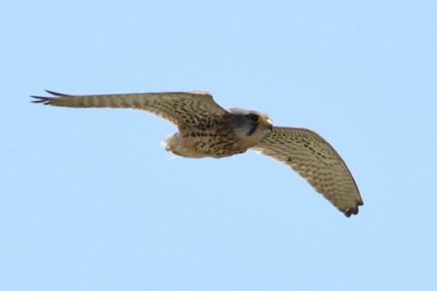 約0.67倍トリミング 2019/5月 SIGMA150-600C+D500 600mm F8 ss1/1600 ISO180 AF-C シングル