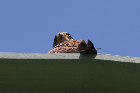 約0.67倍トリミング 2019/5月 SIGMA150-600C+D500 600mm F8 ss1/1600 ISO280