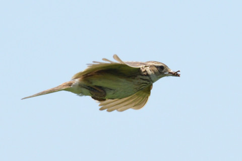 約0.67倍トリミング 2019/5月 SIGMA150-600C+D500 600mm F8 ss1/1600 ISO640 AF-C シングル