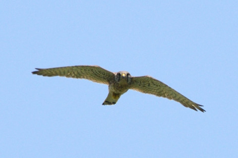トリミング 2019/5月 SIGMA150-600C+D500 600mm F8 ss1/2000 ISO280 AF-C シングル