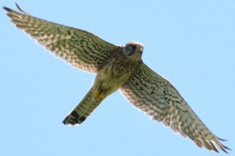 約0.67倍トリミング 2019/5月 SIGMA150-600C+D500 600mm F8 ss1/2000 ISO360 AF-C シングル