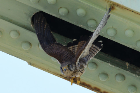 約0.33倍トリミング 2019/5月 SIGMA150-600C+D500 600mm F8 ss1/1250 ISO1100 AF-C シングル