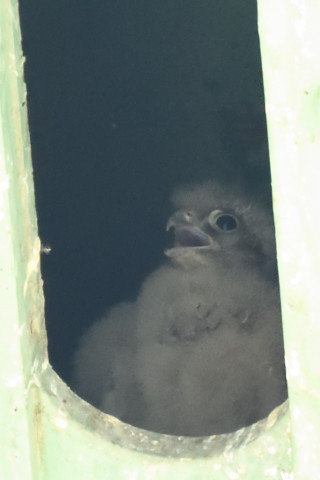 トリミング 2019/5月 SIGMA150-600C+D500 600mm F8 ss1/320 ISO4000