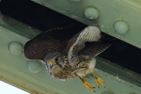 0.5倍トリミング 2019/5月 SIGMA150-600C+D500 600mm F8 ss1/1600 ISO1250 AF-C シングル