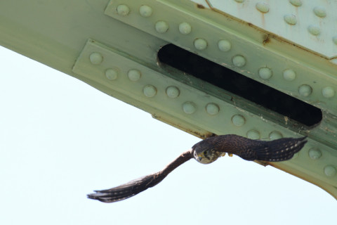 2019/5月 SIGMA150-600C+D500 600mm F8 ss1/1600 ISO1250 AF-C シングル