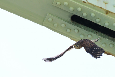 2019/5月 SIGMA150-600C+D500 600mm F8 ss1/2000 ISO720 AF-C シングル