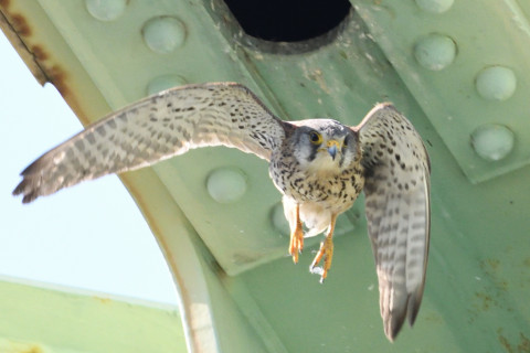 0.5倍トリミング 2019/5月 SIGMA150-600C+D500 600mm F8 ss1/1600 ISO2200 AF-C シングル
