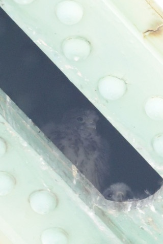 約0.67倍トリミング 2019/5月 SIGMA150-600C+D500 600mm F8 ss1/640 ISO6400