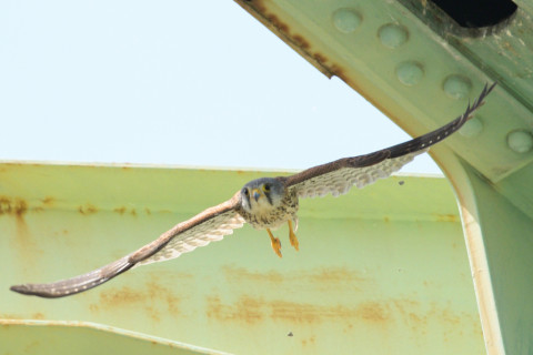 約0.33倍トリミング 2019/5月 SIGMA150-600C+D500 600mm F8 ss1/1600 ISO450 AF-C シングル