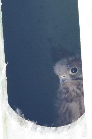 トリミング 2019/5月 SIGMA150-600C+D500 600mm F8 ss1/320 ISO6400