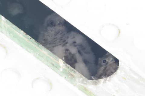 約0.67倍トリミング 2019/5月 SIGMA150-600C+D500 600mm F8 ss1/400 ISO6400