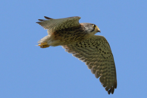 約0.67倍トリミング 2019/5月 SIGMA150-600C+D500 600mm F8 ss1/1600 ISO360 AF-C シングル