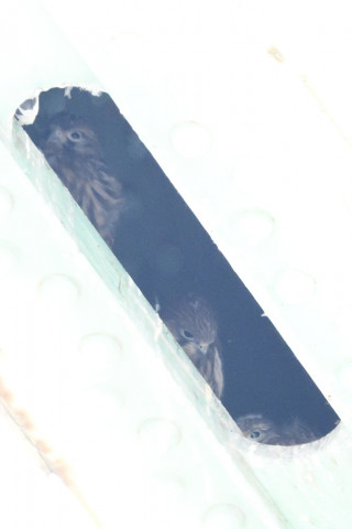 0.5倍トリミング 2019/6月 SIGMA150-600C+D500 600mm F8 ss1/500 ISO6400