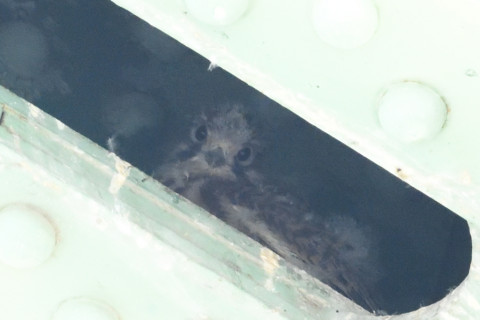 約0.67倍トリミング 2019/6月 SIGMA150-600C+D500 600mm F8 ss1/1000 ISO6400