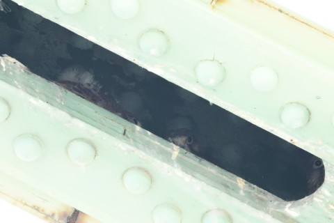 0.4倍トリミング 2019/6月 SIGMA150-600C+D500 600mm F8 ss1/1250 ISO6400